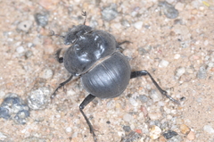 Glyphoderus