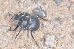 Glyphoderus