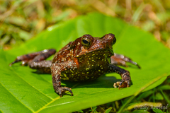 Marty's Toad