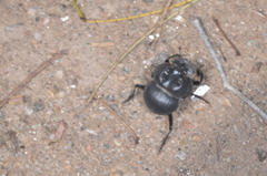 Glyphoderus