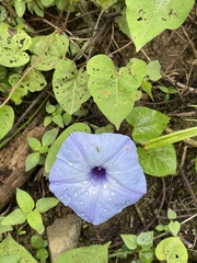 Ipomoea ophiodes