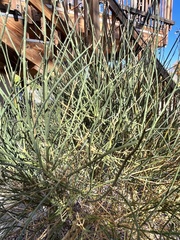 Ephedra torreyana