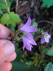 Campanula rapunculoides