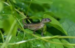Anolis sagrei