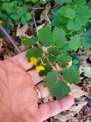 Chelidonium majus
