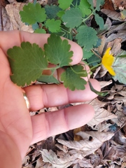 Chelidonium majus