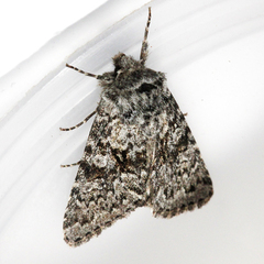 Lasionycta subfuscula