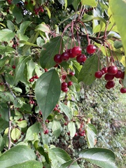 Malus baccata