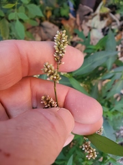 Persicaria maculosa