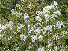 Philadelphus lewisii