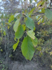 Malus sylvestris