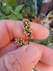 Persicaria maculosa