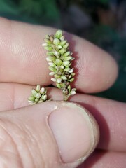 Persicaria maculosa
