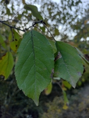 Malus sylvestris