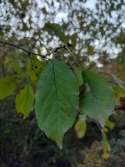 Malus sylvestris