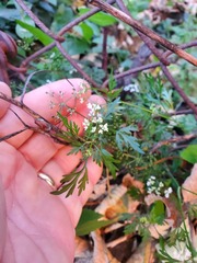 Aethusa cynapium