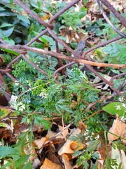 Aethusa cynapium