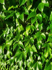 Parthenocissus tricuspidata