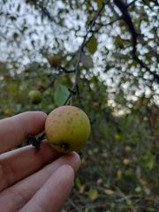 Malus sylvestris