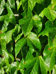 Parthenocissus tricuspidata