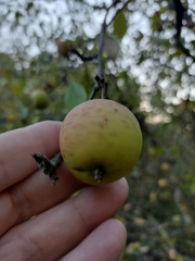 Malus sylvestris