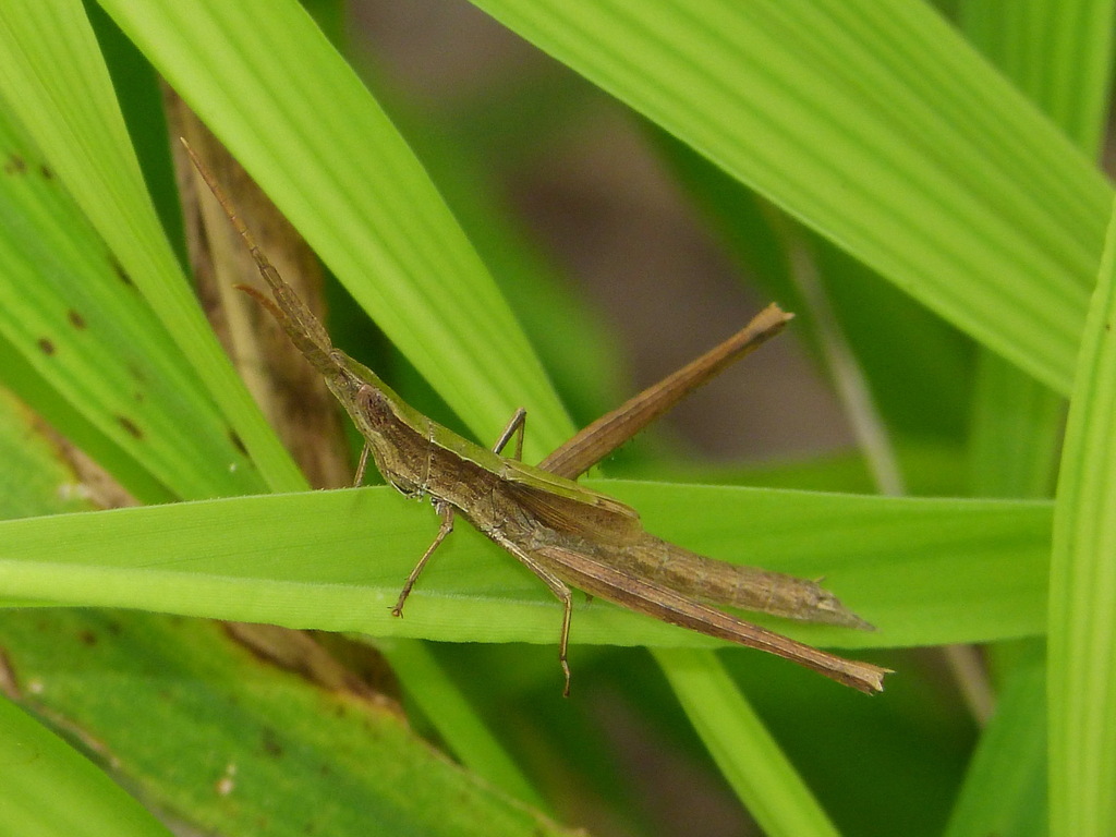 Tamaulipan Toothpick Grasshopper