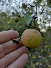 Malus sylvestris