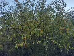 Malus sylvestris