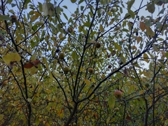 Malus sylvestris