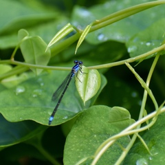 Enallagma cardenium