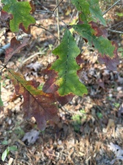 Quercus alba