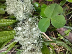 Usnea florida
