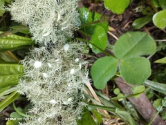 Usnea florida