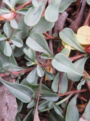 Hibbertia diffusa