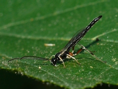 Delomerista