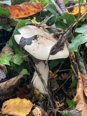Clitocybe nebularis