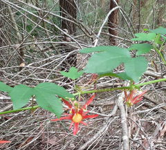Passiflora cinnabarina