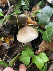 Clitocybe nebularis