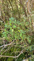 Coprosma foetidissima