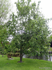 Salix aegyptiaca