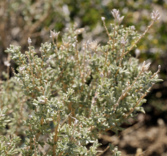 Tetradymia canescens