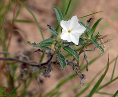 Euploca convolvulacea
