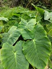 Colocasia