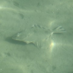 Platichthys stellatus