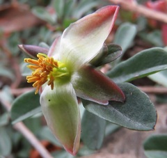 Hibbertia diffusa