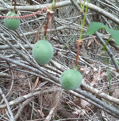 Passiflora cinnabarina