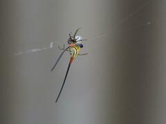 Macracantha arcuata