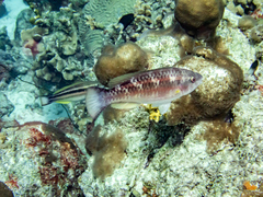 Sparisoma chrysopterum