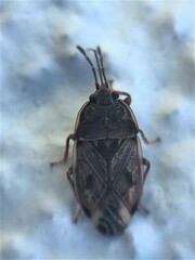Dilompus robustus