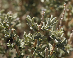 Tetradymia canescens
